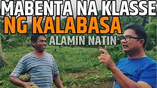 PATOK SA MASA NA KLASSE NG KALABASA | ITO ANG MAGANDANG KLASSE NA ITANIM | D' Green Thumb