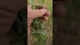Непобедимые сорняки во льне #сельскоехозяйство #лён #урожайность #сорняки #агроном #farmer #farming