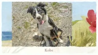 Adopted Dogs of A.F.E.W. 2014