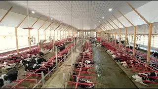 Dairy Automation Journey: Farming for a Healthier Future