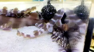 シマザメ　幼魚　Grey bambooshark　Chiloscyllium griseum  young individuals