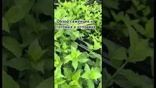 https://t.me/Gortenziievgeniimanagarovoi