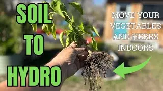 SOIL TO HYDRO - Moving Garden Peppers and Herbs Indoors