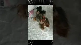 История маленького Йорка. Появление Ролекса в нашей семье. 