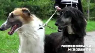 СОЦИАЛЬНАЯ РЕКЛАМА ПРО СОБАК