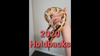 Quick clips of 2020 Blood Python Holdbacks
