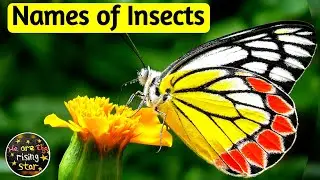 Names of Insects | Insects Name in English | Insects for Kids | WATRstar