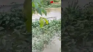 penampakan Buaya di kali || Awas Ada buaya gede