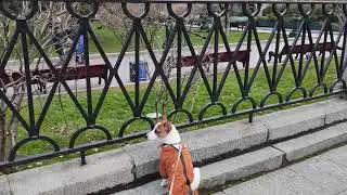 Риччи любуется на Московский Кремль. Вот он какой. Собака Джек Рассел терьер.