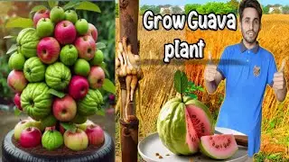 Reaction video best How to grow guava cutting