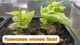 Ипомея батат. Размножение клубнями, черенками и семенами.