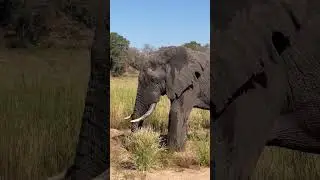Beautiful elephant #wildlife #kruger #animals #hyena #elephant #lion #bear #wolf #leopard #cheetah