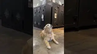 Theo. Maximum Security Safe's Official Greeter Today For Take Your Dog To Work Day