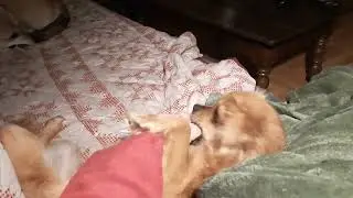Bibi - dag 1 in Nederland ❤️❤️