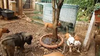 Puppies 2017 !