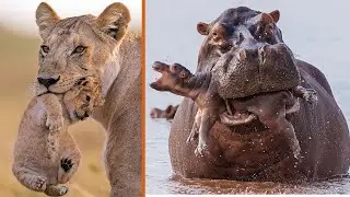 أسوء الآباء والأمهات في عالم الحيوان  سبحان الله ? !!