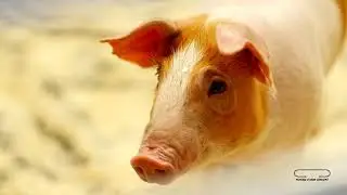 MOVING FLOOR PIG, CHINESE