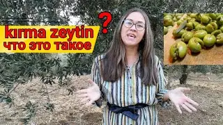 Not pickled OLIVES in Turkey / HOW do they eat? / HOW do they collect? / HOW do they cook? / Izmir