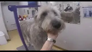 Irish Wolfhound Handstrip