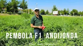 ЕР ТАНЛАМАС ПОМИДОР "PEMBOLA F1" АНДИЖОНДА👍👍👍