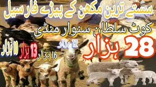 Kot Sultan Animal Market 🐏 || Cheap Cheap Animals For Sale 🥰