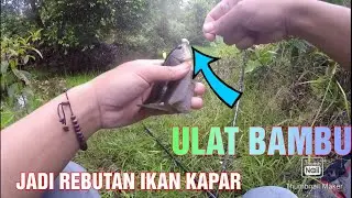 UMPAN ULAT BAMBU ‼ JADI REBUTAN IKAN TIPIS