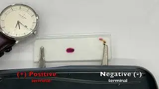 Investigate the migration of ions using a moistened filter paper