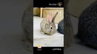 rabbits #youtubeshorts #animal #pet #bunny #farming #bunnyboy22