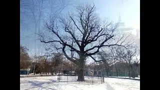 Зимний Херсон в феврале