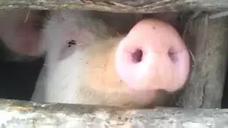 @Tinky555-os хрюкает как безм@мная свинья!