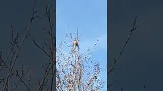 Снегирь.