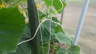 Вот они!Первые огурчики Китайский император!