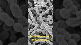Зачем термофильный стрептококк в закваске ?