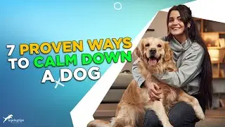 7 Proven Ways to Calm Down A Dog