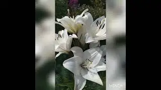 Белые лилии