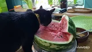 Ведьмино хозяйство)))