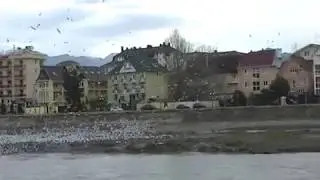чайки