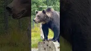 Wild Ireland 🐻 #ireland #donegal #exploreireland #animals #animalshorts #bears #minivlog