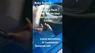 Baby Snake's first meal. how to feed. #snake #reptile