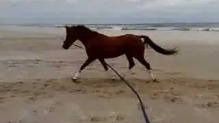 Orchid`s Honey Dressurpony am Strand von Juist