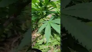 (Secret) Method to make a BUSHY "MONSTER" ...🌳 😋