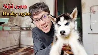 Dương KC | Fan Hâm Mộ Tặng Sói Con Husky Ngáo | Thành Viên Mới | Welcoming New Members Husky Dogs