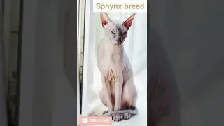 Cutest cat breeds in the world part 2 #short