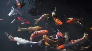Koi Meditation | Toledo Zoo