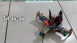 Projeto Aranha: Obedecendo ordem de Sentar.