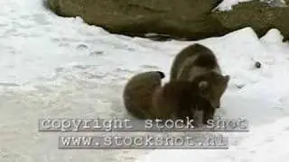 Brown Bears wrestling