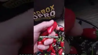 Трещины у халапеньо? Что делать