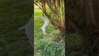 Les 5 minutes les plus longues et horribles dans la vie d'un Chien (Jack) 🐶😅