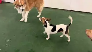 Dog at doggie daycare