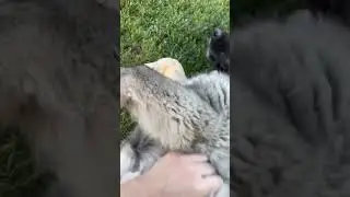 Caucasian Shepherd puppy having lots of fun!